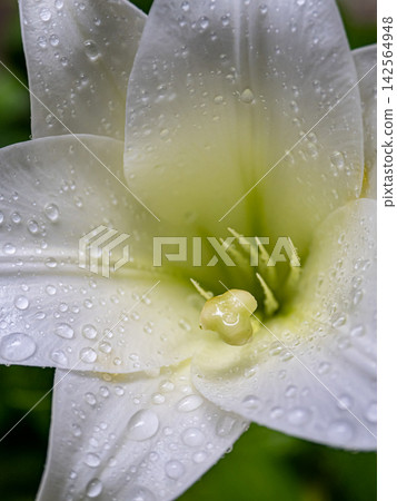 在原三菱一號館大樓的花園裡,盛開著白色的百合花。 在原三菱一號館大樓的花園裡,盛開著白色的百合花。 142564948