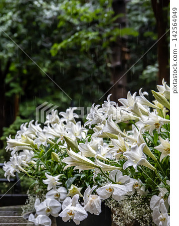 在原三菱一號館大樓的花園裡,盛開著白色的百合花。 在原三菱一號館大樓的花園裡,盛開著白色的百合花。 142564949
