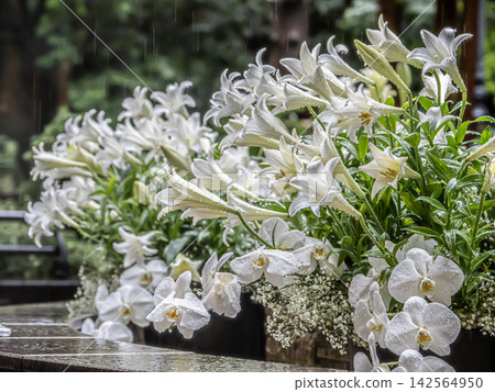 在原三菱一號館大樓的花園裡,盛開著白色的百合花。 在原三菱一號館大樓的花園裡,盛開著白色的百合花。 142564950