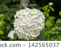 White hydrangea 142565037