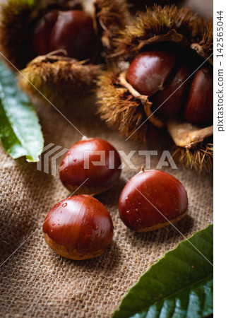 Chestnuts and chestnut burrs 142565044