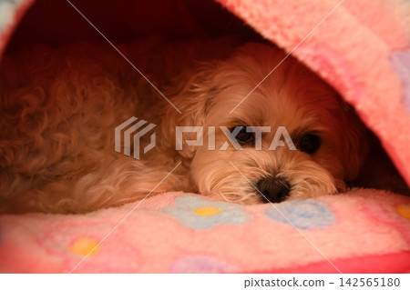 一隻個性溫馴的馬爾濟斯犬 一隻個性溫馴的馬爾濟斯犬 142565180