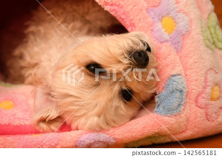 一隻個性溫馴的馬爾濟斯犬 142565181