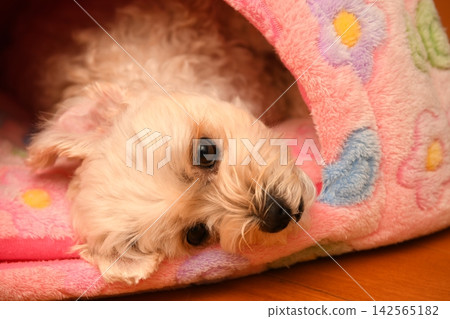 一隻個性溫馴的馬爾濟斯犬 一隻個性溫馴的馬爾濟斯犬 142565182