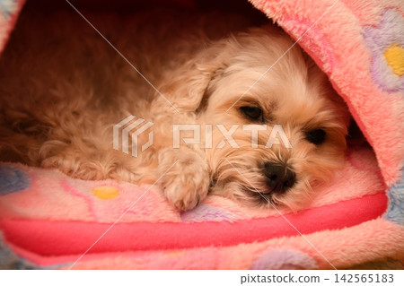 一隻個性溫馴的馬爾濟斯犬 一隻個性溫馴的馬爾濟斯犬 142565183