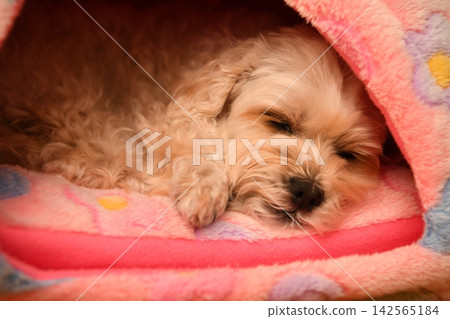 一隻個性溫馴的馬爾濟斯犬 一隻個性溫馴的馬爾濟斯犬 142565184