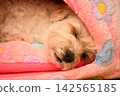 一隻個性溫馴的馬爾濟斯犬 142565185