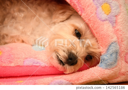 A relaxed Maltipoo A relaxed Maltipoo 142565186