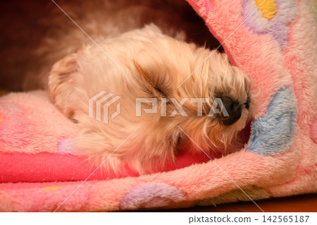 一隻個性溫馴的馬爾濟斯犬 一隻個性溫馴的馬爾濟斯犬 142565187
