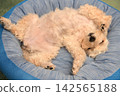一隻馬爾濟斯犬仰躺著，舒適地放鬆。 142565188