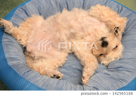 A Maltipoo lying on its back, relaxing comfortably. A Maltipoo lying on its back, relaxing comfortably. 142565188