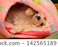 一隻個性溫馴的馬爾濟斯犬 142565189