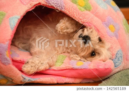一隻個性溫馴的馬爾濟斯犬 一隻個性溫馴的馬爾濟斯犬 142565189