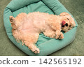 一隻馬爾濟斯犬仰躺著，舒適地放鬆。 142565192
