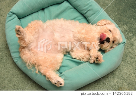 一隻馬爾濟斯犬仰躺著,舒適地放鬆。 一隻馬爾濟斯犬仰躺著,舒適地放鬆。 142565192