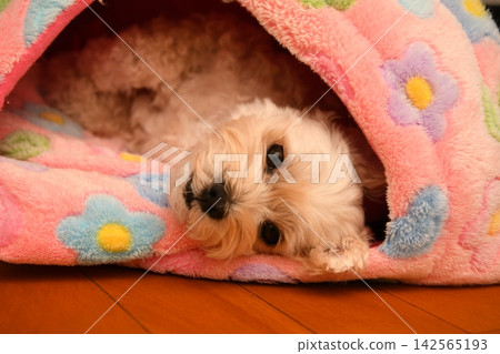 一隻個性溫馴的馬爾濟斯犬 一隻個性溫馴的馬爾濟斯犬 142565193