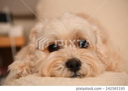一隻個性溫馴的馬爾濟斯犬 一隻個性溫馴的馬爾濟斯犬 142565195