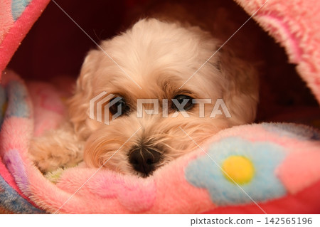 一隻個性溫馴的馬爾濟斯犬 142565196