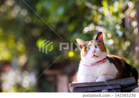 Stray cats in Senkoji Park, Onomichi Stray cats in Senkoji Park, Onomichi 142565230