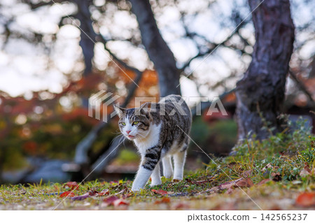 Stray cats in Senkoji Park, Onomichi Stray cats in Senkoji Park, Onomichi 142565237