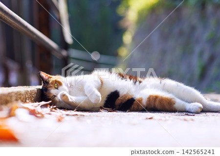 Stray cats in Senkoji Park, Onomichi 142565241