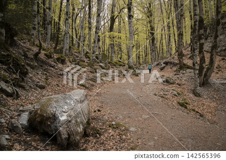 Person hiking forest path with fall leaves Person hiking forest path with fall leaves 142565396