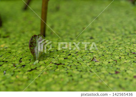 Single aquatic leaf emerging through dense green carpet of duckweed covering calm freshwater pond lush natural wetland environment Single aquatic leaf emerging through dense green carpet of duckweed covering calm freshwater pond lush natural wetland environment 142565436