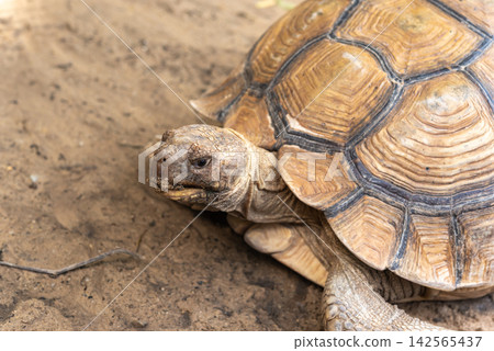 African spurred tortoise resting sandy ground detailed patterned shell rugged scales calm expression natural wildlife setting 142565437