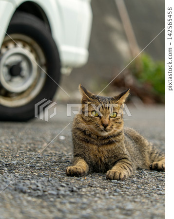 A cat relaxing on the roadside A cat relaxing on the roadside 142565458