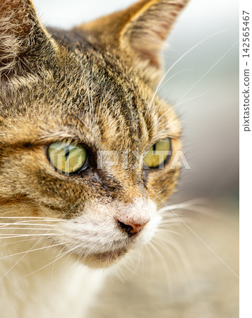 Close-up portrait of a cat Close-up portrait of a cat 142565467