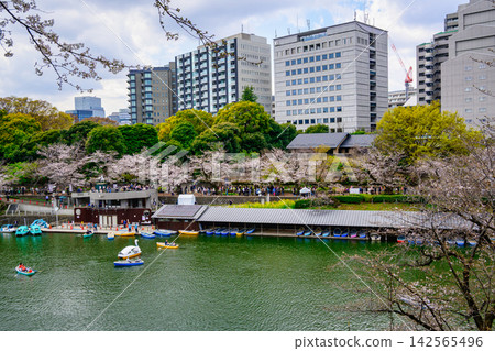 東京千鳥淵,靠近划船區,櫻花盛開,從北之丸公園眺望 東京千鳥淵,靠近划船區,櫻花盛開,從北之丸公園眺望 142565496