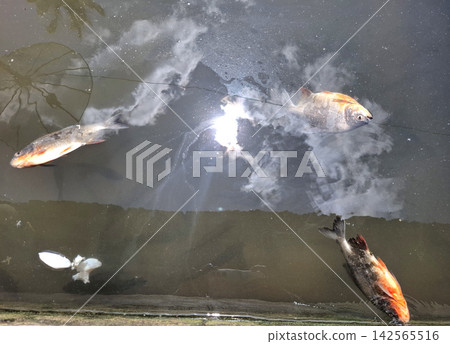 Dead fish floating on dark water surface indicating environmental pollution. Dead fish floating on dark water surface indicating environmental pollution. 142565516