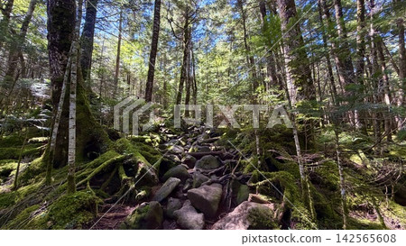A beautiful hiking trail of rocks and stones, covered in moss. A beautiful hiking trail of rocks and stones, covered in moss. 142565608