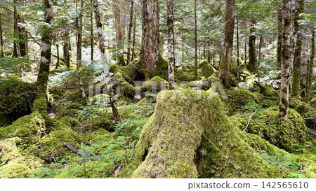長滿苔蘚的樹木,一片自然景觀 長滿苔蘚的樹木,一片自然景觀 142565610