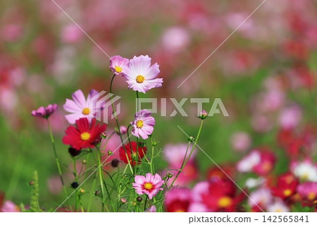 Cosmos field 5129 Cosmos field 5129 142565841