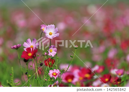 Cosmos field 5130 142565842