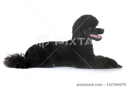 poodle in studio poodle in studio 142566076