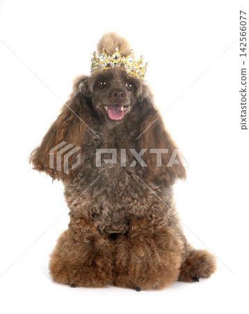 poodle in studio 142566077