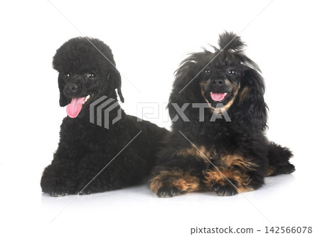 poodles in studio poodles in studio 142566078