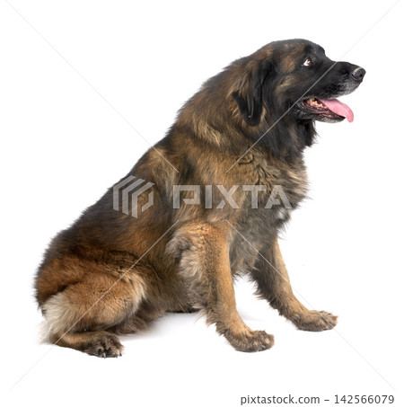 Leonberger in studio Leonberger in studio 142566079