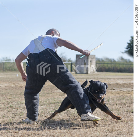 training of rottweiler training of rottweiler 142566087