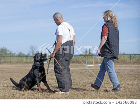 training of rottweiler training of rottweiler 142566088