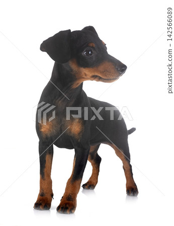 miniature pinscher in studio miniature pinscher in studio 142566089