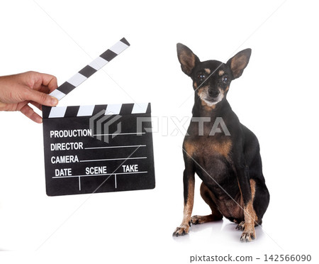 miniature pinscher in studio 142566090