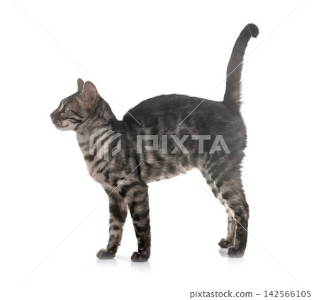 bengal kitten in studio bengal kitten in studio 142566105