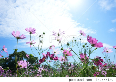 Cosmos field 1204 Cosmos field 1204 142566129