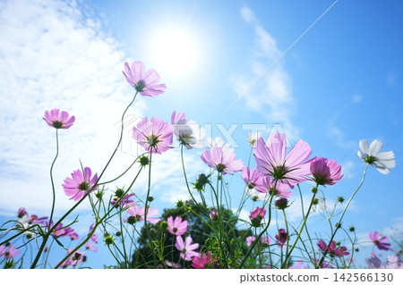 Cosmos field 1206 Cosmos field 1206 142566130