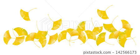 Ginkgo background illustration Ginkgo background illustration 142566173