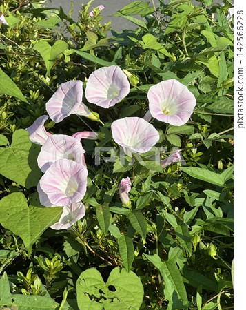 淡粉色旋花 淡粉色旋花 142566228