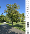 公園裡一片藍天，只有一棵樹。 142566229